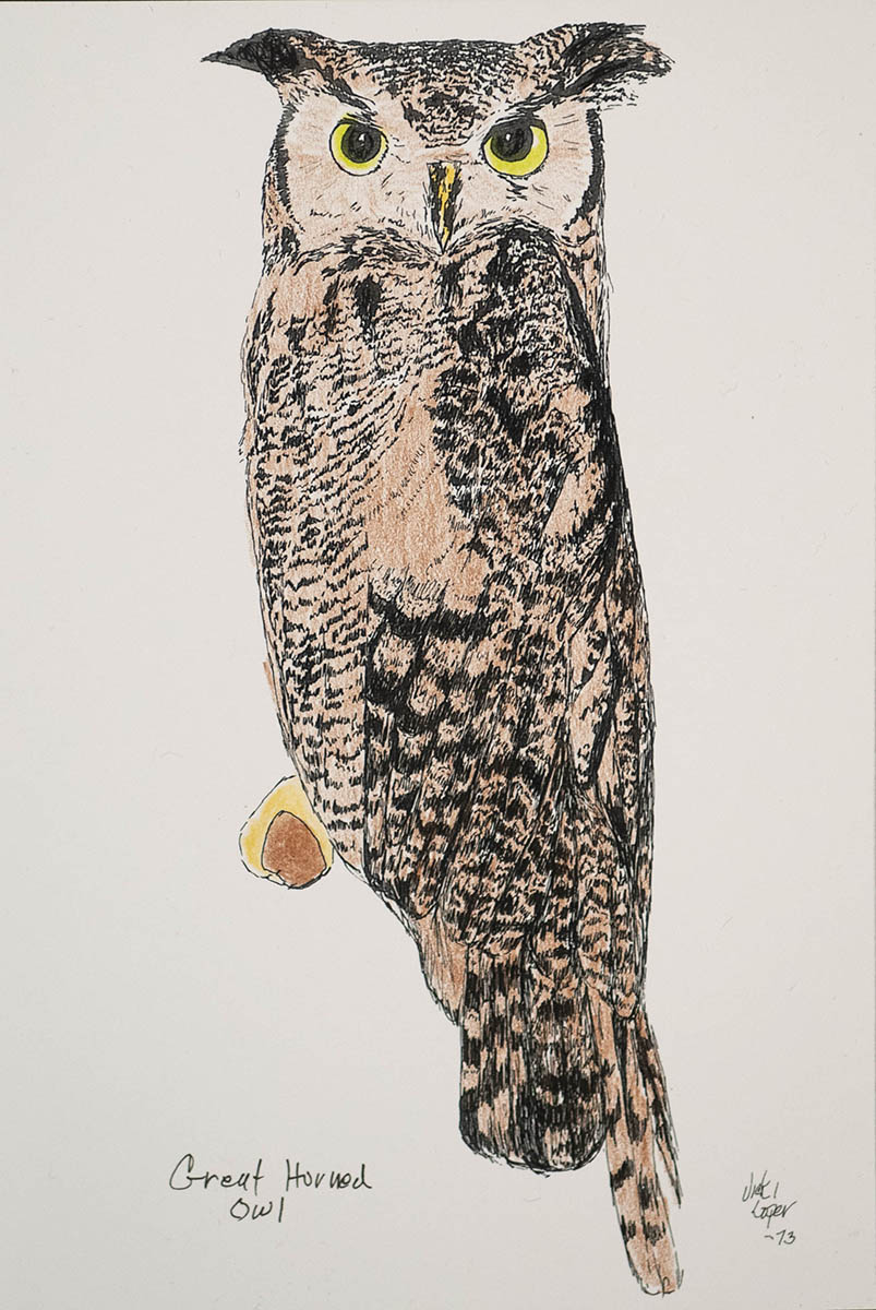 Great Horned Owl